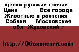 щенки русские гончие › Цена ­ 4 000 - Все города Животные и растения » Собаки   . Московская обл.,Жуковский г.